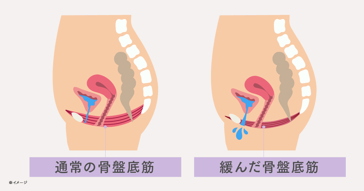 骨盤底筋図