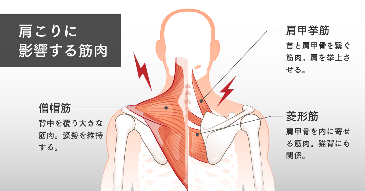 肩甲骨周辺の筋肉(僧帽筋、菱形筋、肩甲挙筋)の解剖学的イラスト